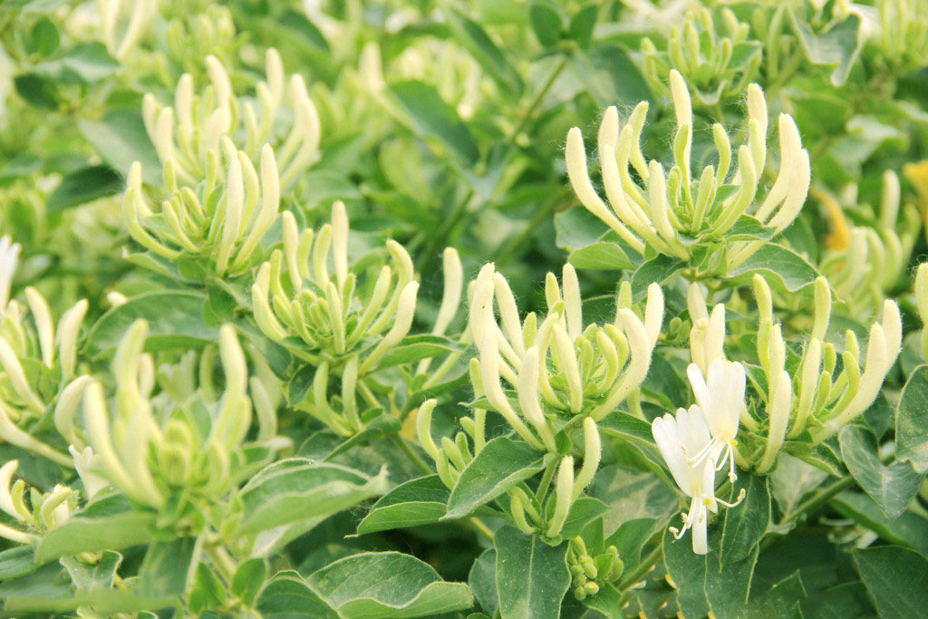 植物提取物有效成分提取新技术的相关资料